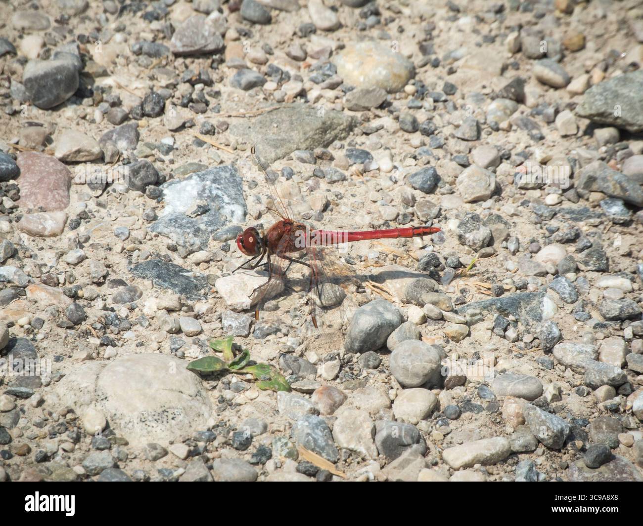 Vista posteriore laterale rialzata di un Common Darter (Sympetrum vulgatum) seduto su ghiaia grossa. Foto Stock