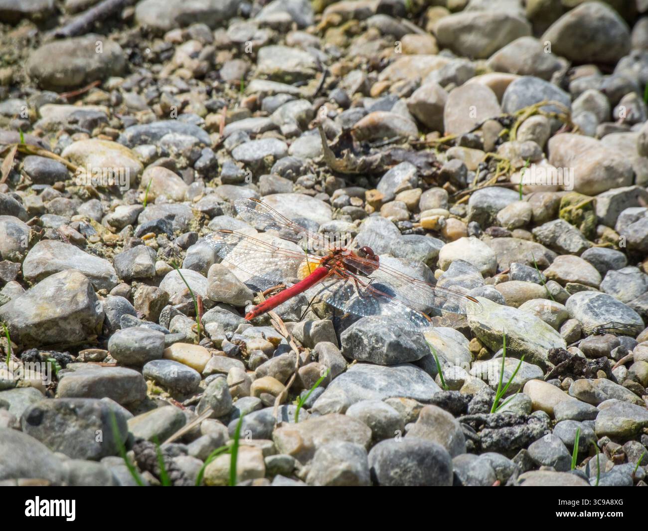 Vista posteriore laterale rialzata di un Common Darter (Sympetrum vulgatum) seduto su ghiaia grossa. Foto Stock