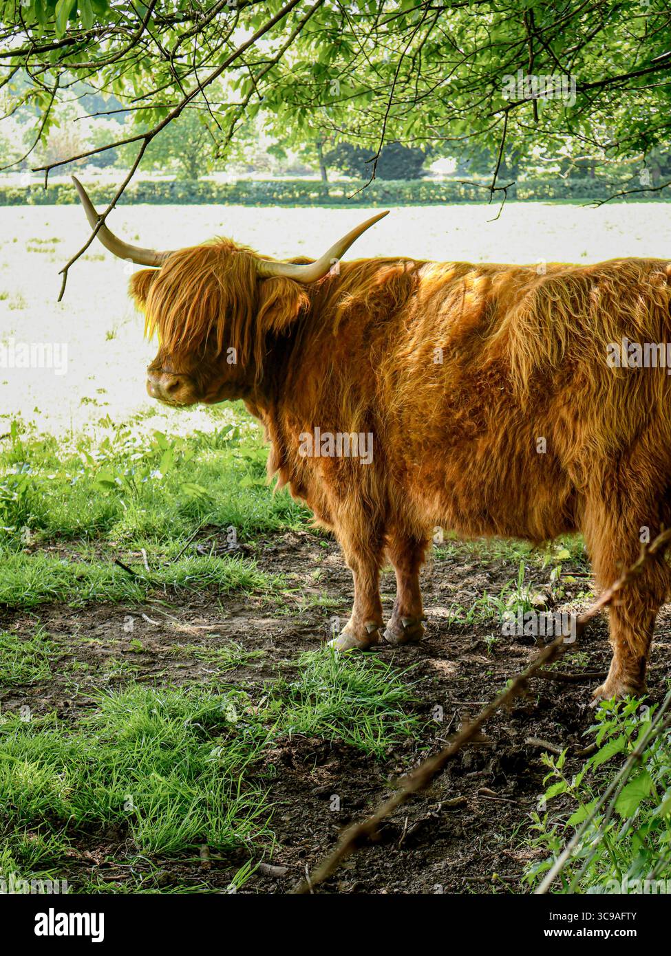 Mucca delle Highland nei prati. Animale soffice e iconico scozzese. Foto Stock Mucca delle Highland nei prati. Animale soffice e iconico scozzese. Foto Stock