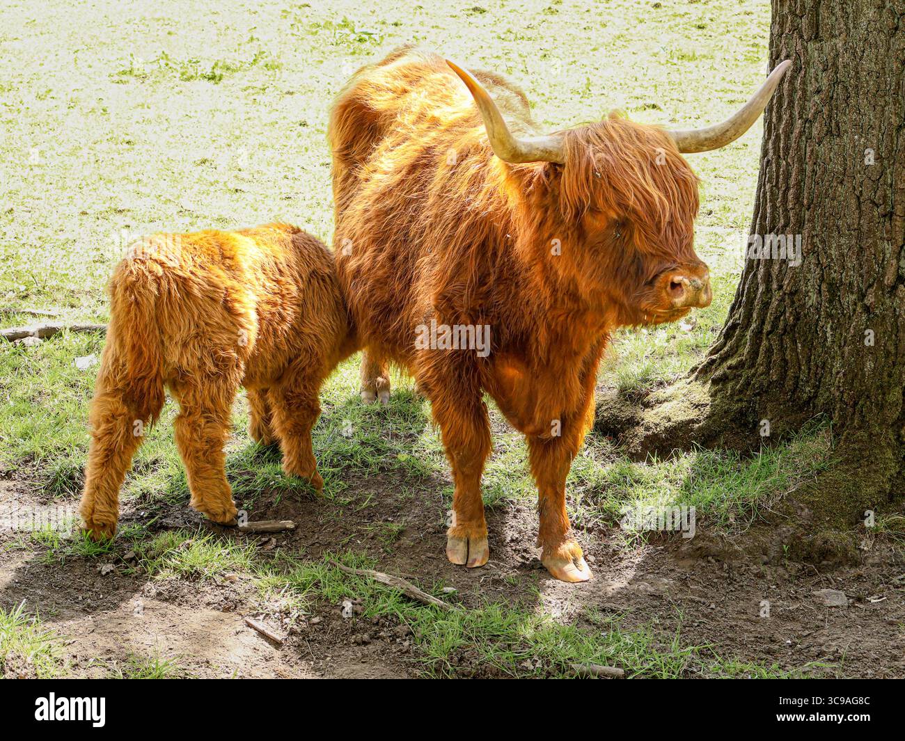 Mucca delle Highland nei prati. Animale soffice e iconico scozzese. Foto Stock Mucca delle Highland nei prati. Animale soffice e iconico scozzese. Foto Stock