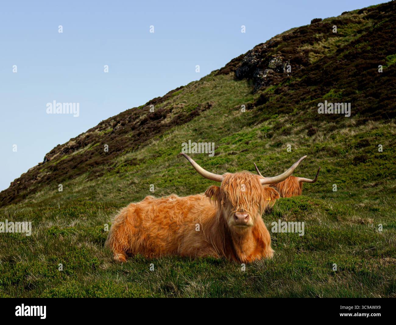 Mucca delle Highland nei prati. Animale soffice e iconico scozzese. Foto Stock Mucca delle Highland nei prati. Animale soffice e iconico scozzese. Foto Stock