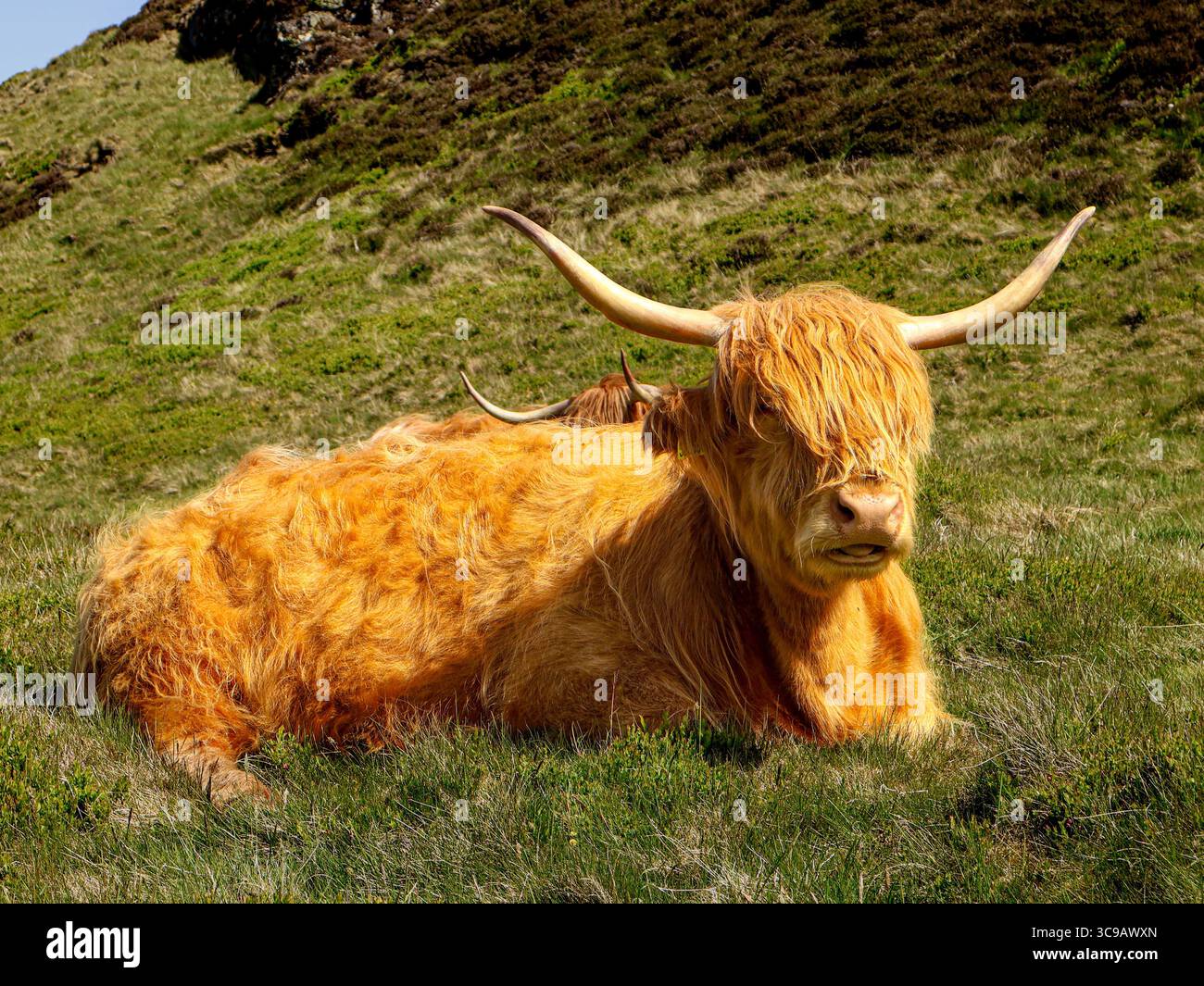 Mucca delle Highland nei prati. Animale soffice e iconico scozzese. Foto Stock Mucca delle Highland nei prati. Animale soffice e iconico scozzese. Foto Stock