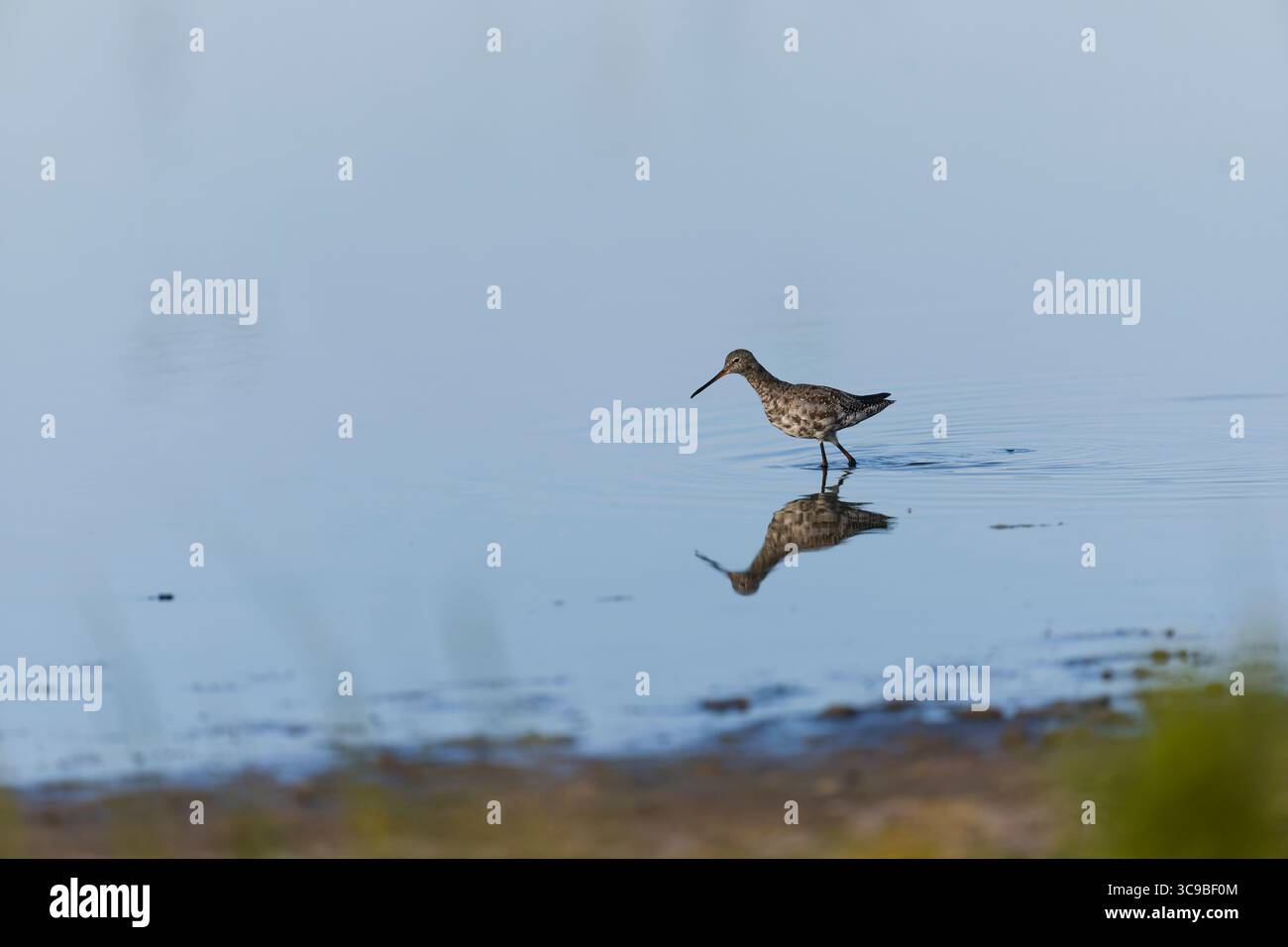 Eritroppo maculato di Tringa, adulto che muta nel piumaggio invernale, RSPB Minsmere Nature Reserve, Suffolk, Inghilterra, luglio Foto Stock