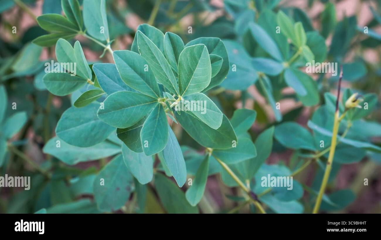 Un dettagliato primo piano del fogliame di indaco selvaggio blu. La pianta medicinale Baptisia australis presenta caratteristiche foglie trifoliate blu-verdi disposte su Foto Stock