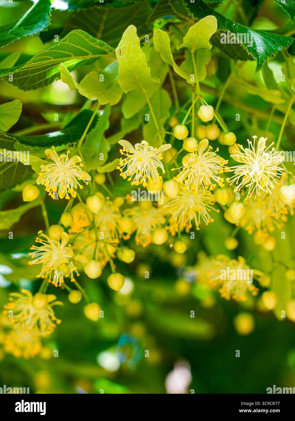 Primo piano di fiori di tiglio in fiore con vivaci stami gialli e lussureggiante fogliame verde Foto Stock