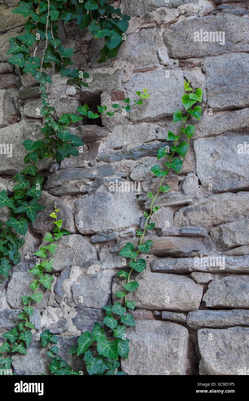 Le vigne di edera verde si snodano lungo la superficie di un vecchio muro di pietra testurizzata, che mostra il contrasto tra natura e architettura. Foto Stock