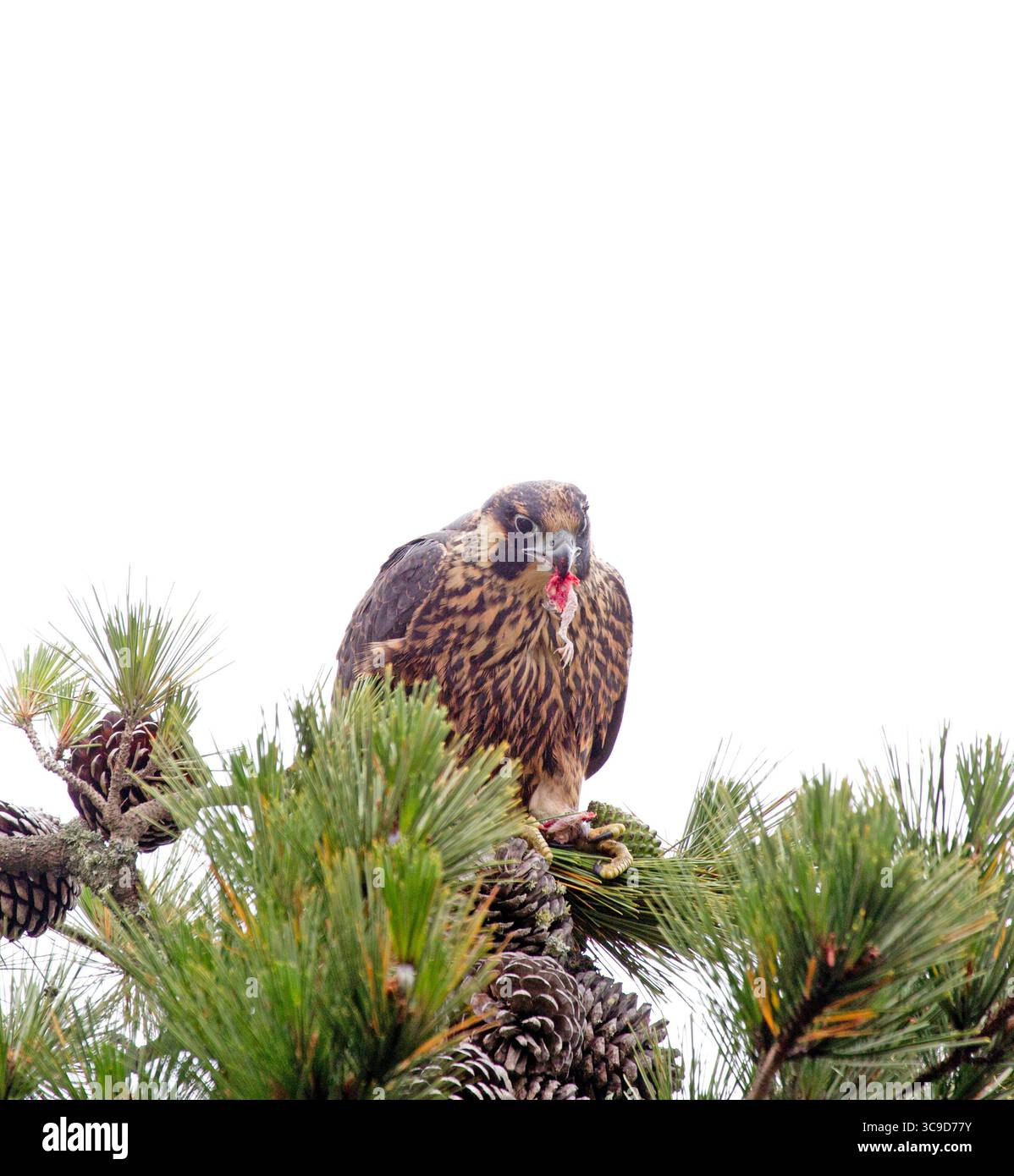 Gamba di uccello Peregrine Falcon Top of Pine Tree Eating Bird Foto Stock