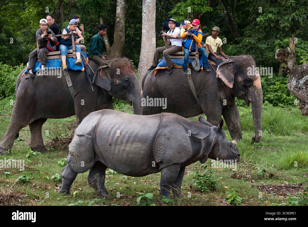 21 luglio 2013, Nepal: rinoceronti indiani o con un solo corno e turisti in safari con elefanti nel Parco Nazionale di Chitwan, Nepal... bracconaggio, turismo di massa e cambiamenti climatici stanno mettendo in pericolo la popolazione di rinoceronti in Nepal... bracconaggio sopravvissuto, declino dell'habitat e traffico di fauna selvatica, la popolazione di rinoceronti con un solo corno del Nepal sta attualmente affrontando cambiamenti nel suo ambiente di vita a causa del rapido riscaldamento dell'atmosfera terrestre... nuove specie vegetali invasive, favoriti dall'aumento delle temperature, hanno sostituito le strade preferite dai rinoceronti. Qui Foto Stock