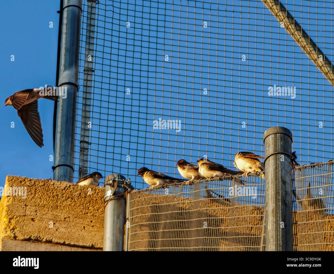 Casa comune i martins riposano su una recinzione a maglia a Calatañazor, mostrando il loro comportamento di nidificazione estivo nelle storiche città spagnole. Foto Stock