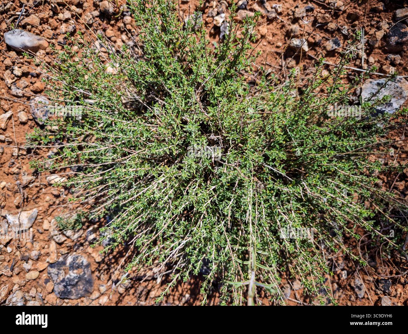 A Soria, Spagna, fiorisce un cespuglio di timo selvatico a bassa crescita con fiori viola, che mostra le sue foglie aromatiche e la bellezza naturale. Foto Stock