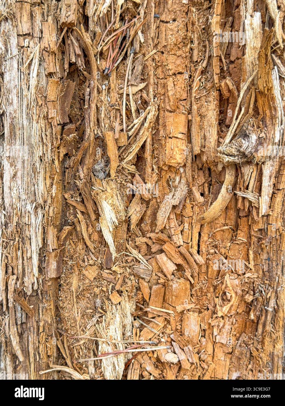 Vista ravvicinata della corteccia sul tronco di un vecchio albero. Niente persone. Sfondi. Foto Stock