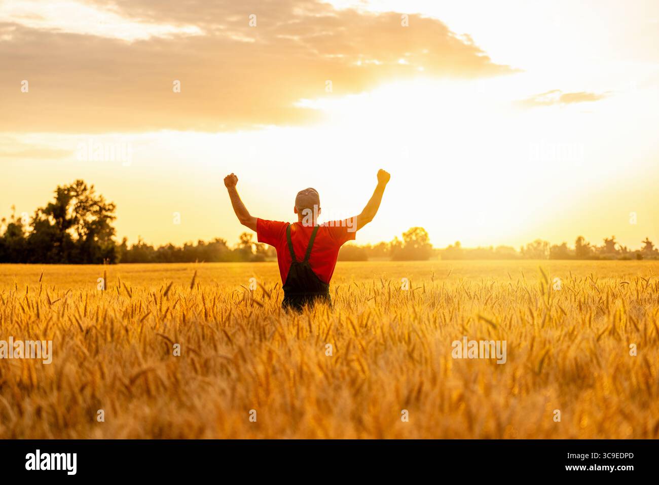 Lavoratore agricolo maschile che celebra l'elevata resa del raccolto con bracci sollevati nel campo del grano durante il tramonto estivo Foto Stock