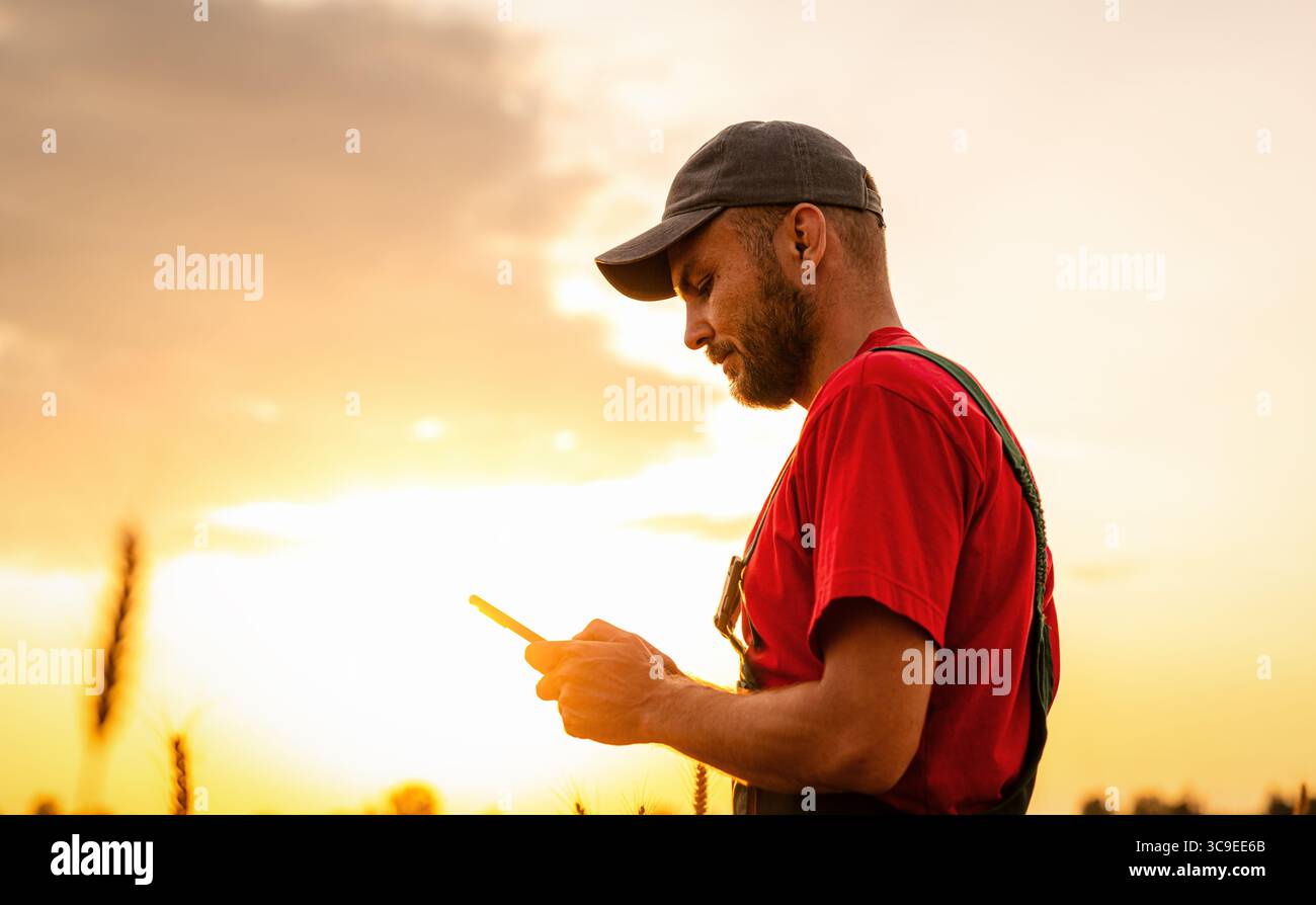 Immagine laterale di un agricoltore maschio nello smartphone di controllo del tappo nel campo agricolo al tramonto Foto Stock