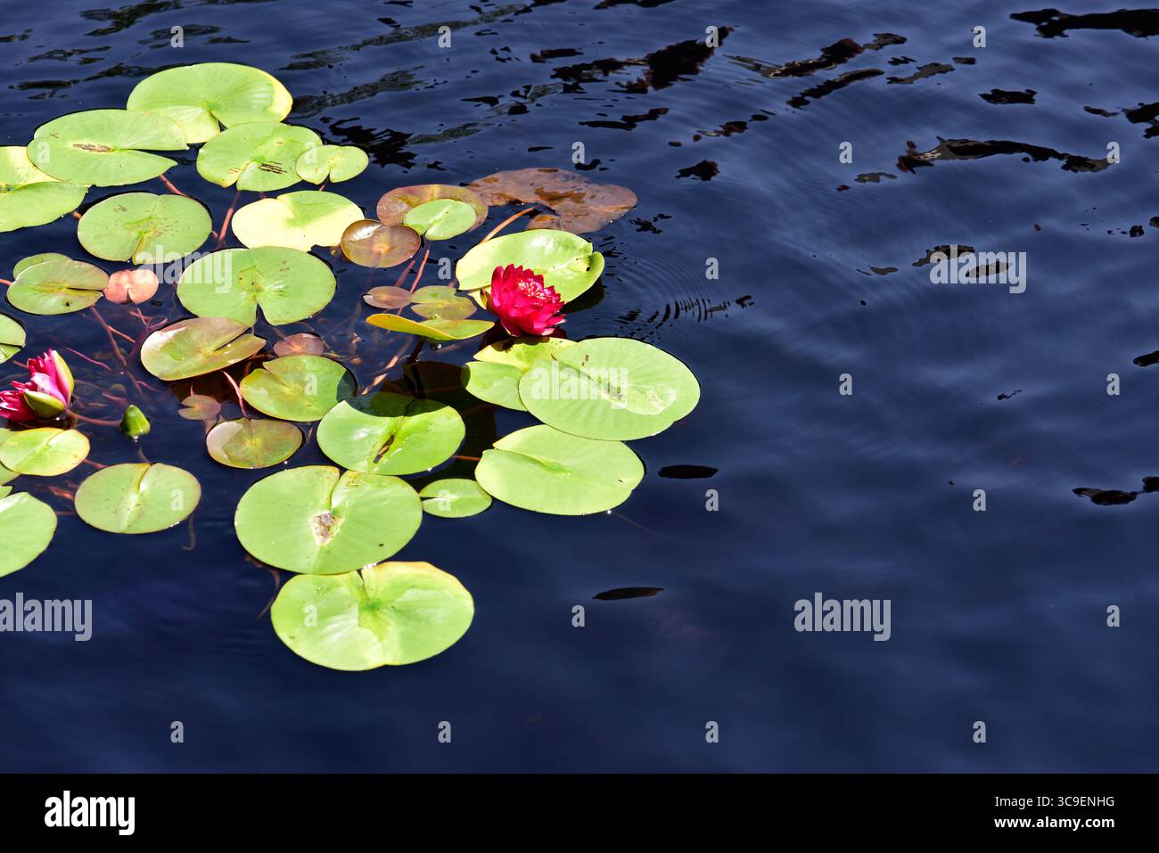 lillie d'acqua (Marliacea sp.) galleggiante in un laghetto decorativo Foto Stock