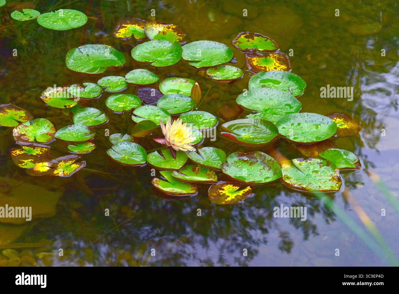 lillie d'acqua (Marliacea sp.) galleggiante in un laghetto decorativo Foto Stock