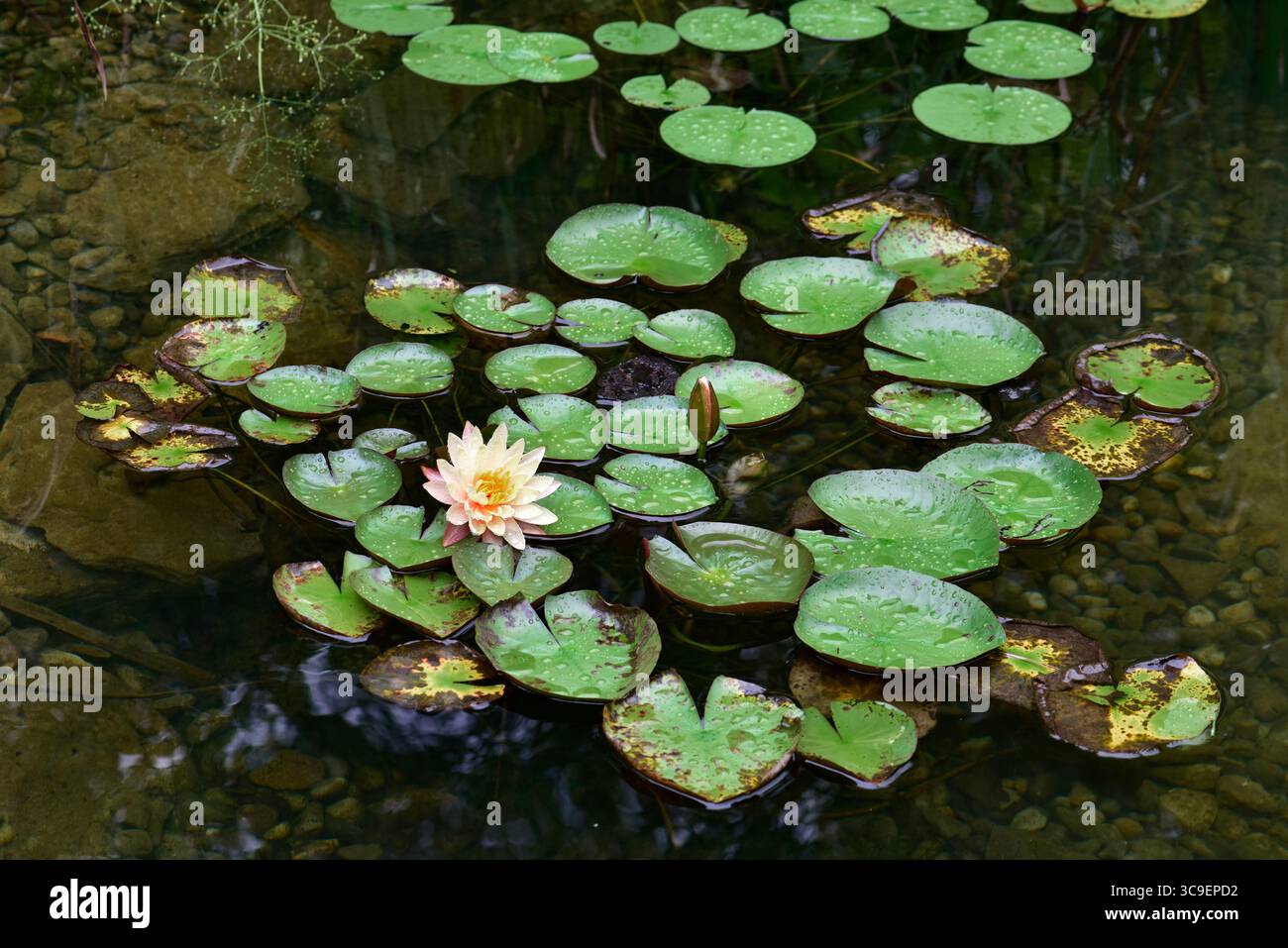 lillie d'acqua (Marliacea sp.) galleggiante in un laghetto decorativo Foto Stock