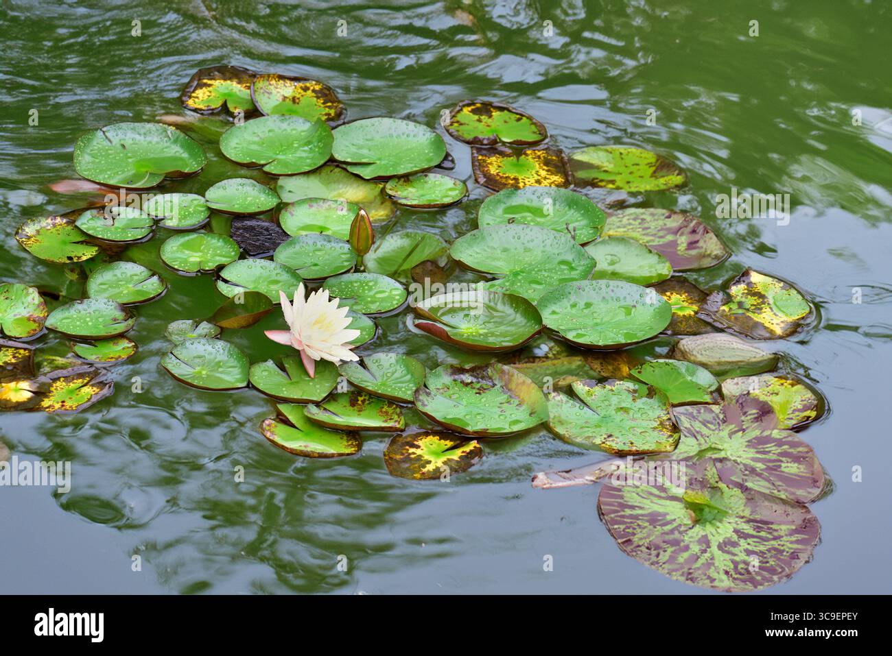 lillie d'acqua (Marliacea sp.) galleggiante in un laghetto decorativo Foto Stock