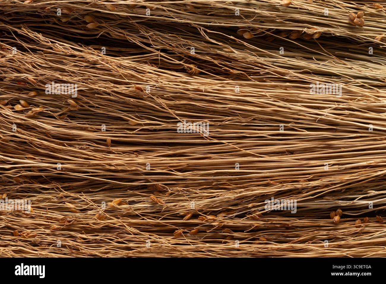 Sfondo Wicker. Consistenza dell'erba secca. Primo piano Foto Stock