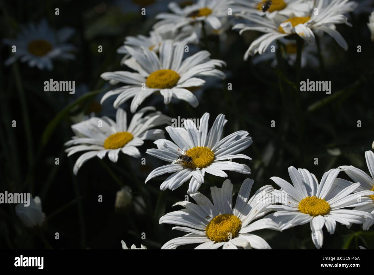 Nelle vicinanze, grandi margherite con api sono un paesaggio estivo felice e cupo Foto Stock