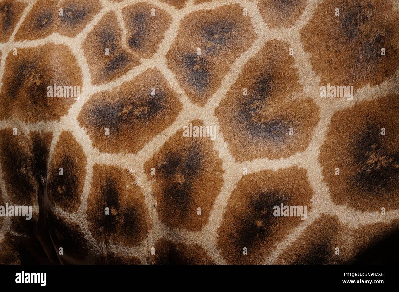 Texture della pelle di giraffa che mostra le sue caratteristiche macchie poligonali Foto Stock