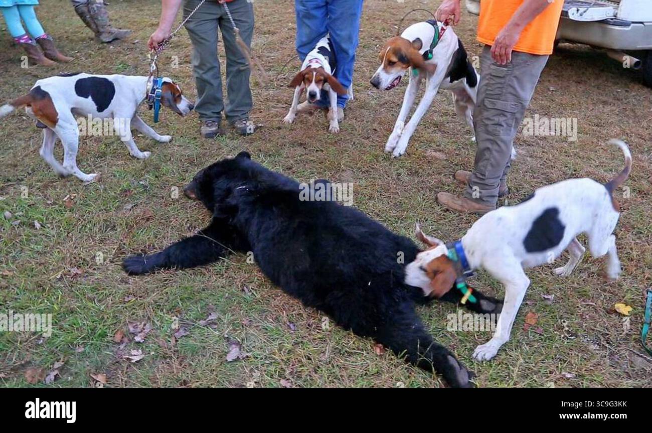 22 novembre 2022: Questo orso è stato legalmente ucciso nel 2016 nella contea di Pickens durante la stagione di caccia. (Immagine di credito: © Gerry Melendez/The State via ZUMA Press Wire) Foto Stock