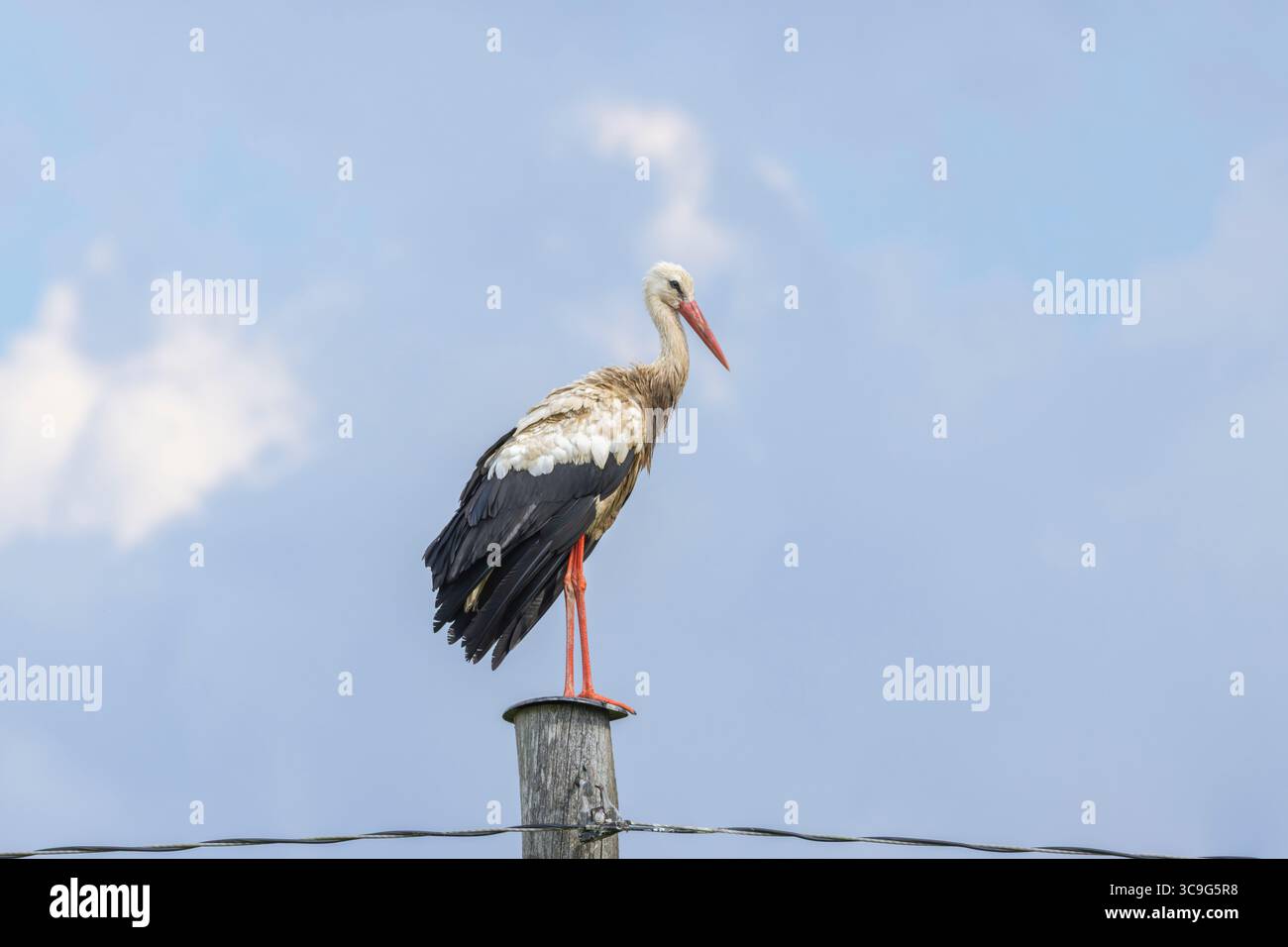 Cicogna bianca in Estonia Foto Stock