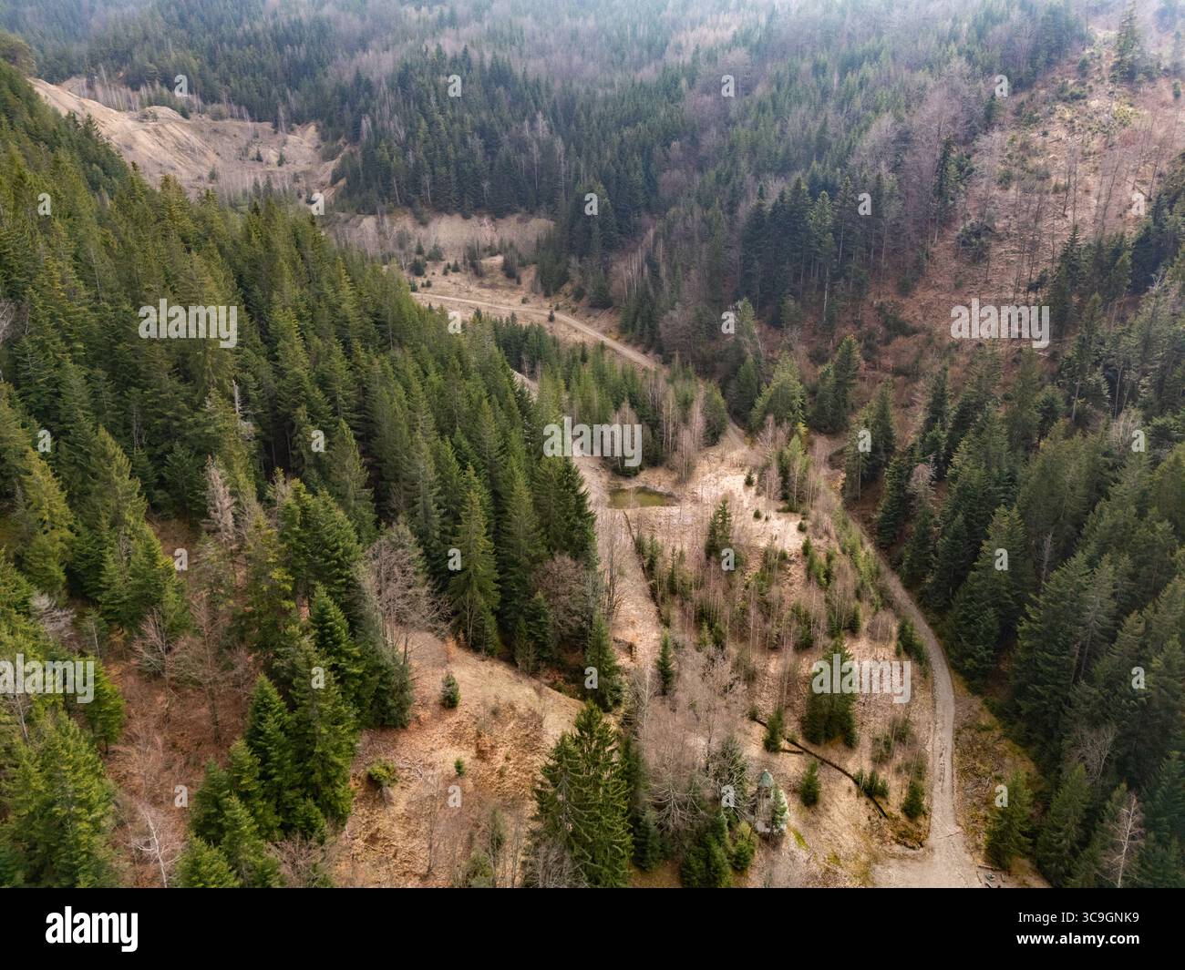 Vista aerea di un sentiero tortuoso che attraversa fitte foreste sempreverdi, un arazzo di verdi profondi e marroni terrosi, Piesky, regione di Banská Bystrica, Slovacchia. Foto Stock