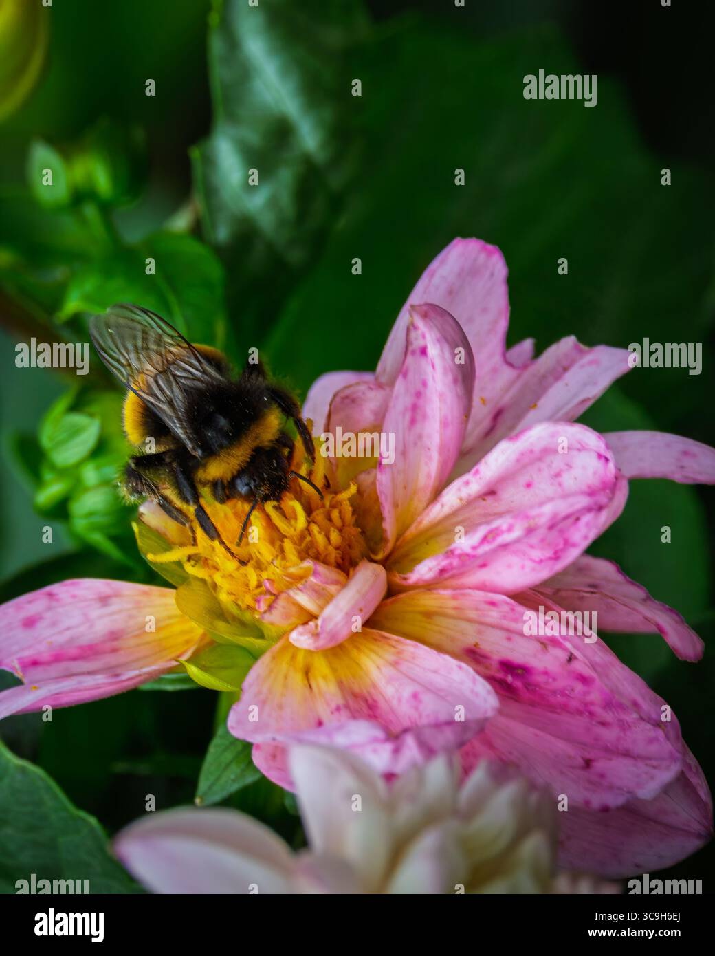 bumblebee (Bombus terrestris) dalla coda di bue che cerca il nettare e il polline su un fiore rosa di dahlia, Stakeford, luglio 2025 Foto Stock