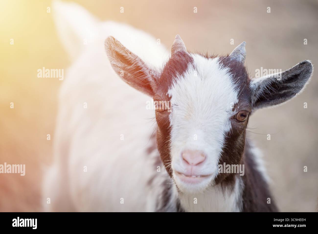 Primo piano ritratto di un simpatico animale caprino camerunese con la luce del sole che guarda la fotocamera. Foto Stock