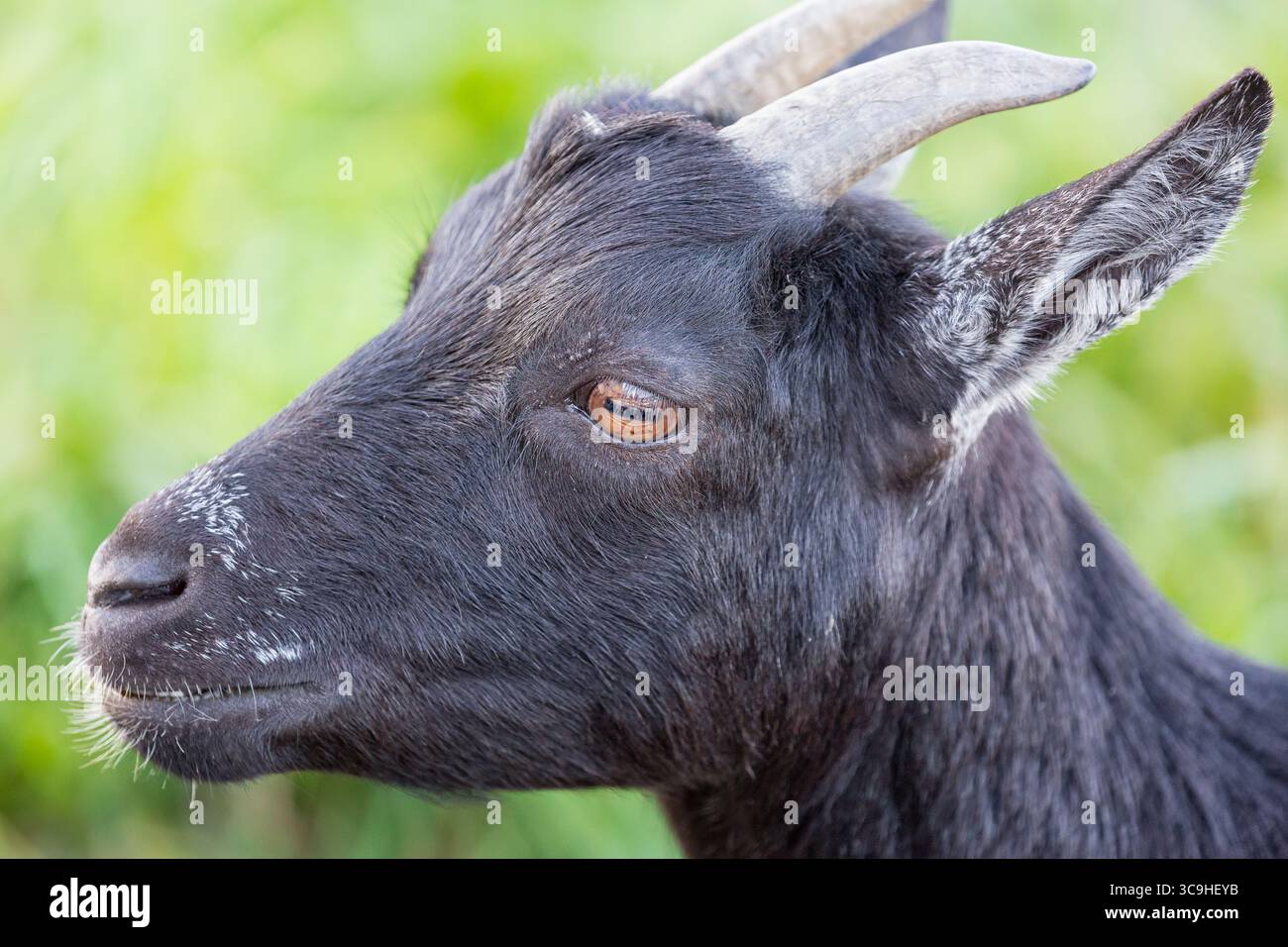 Ritratto ravvicinato di un animale caprino nero del Camerun con sfondo sfocato verde. Foto Stock