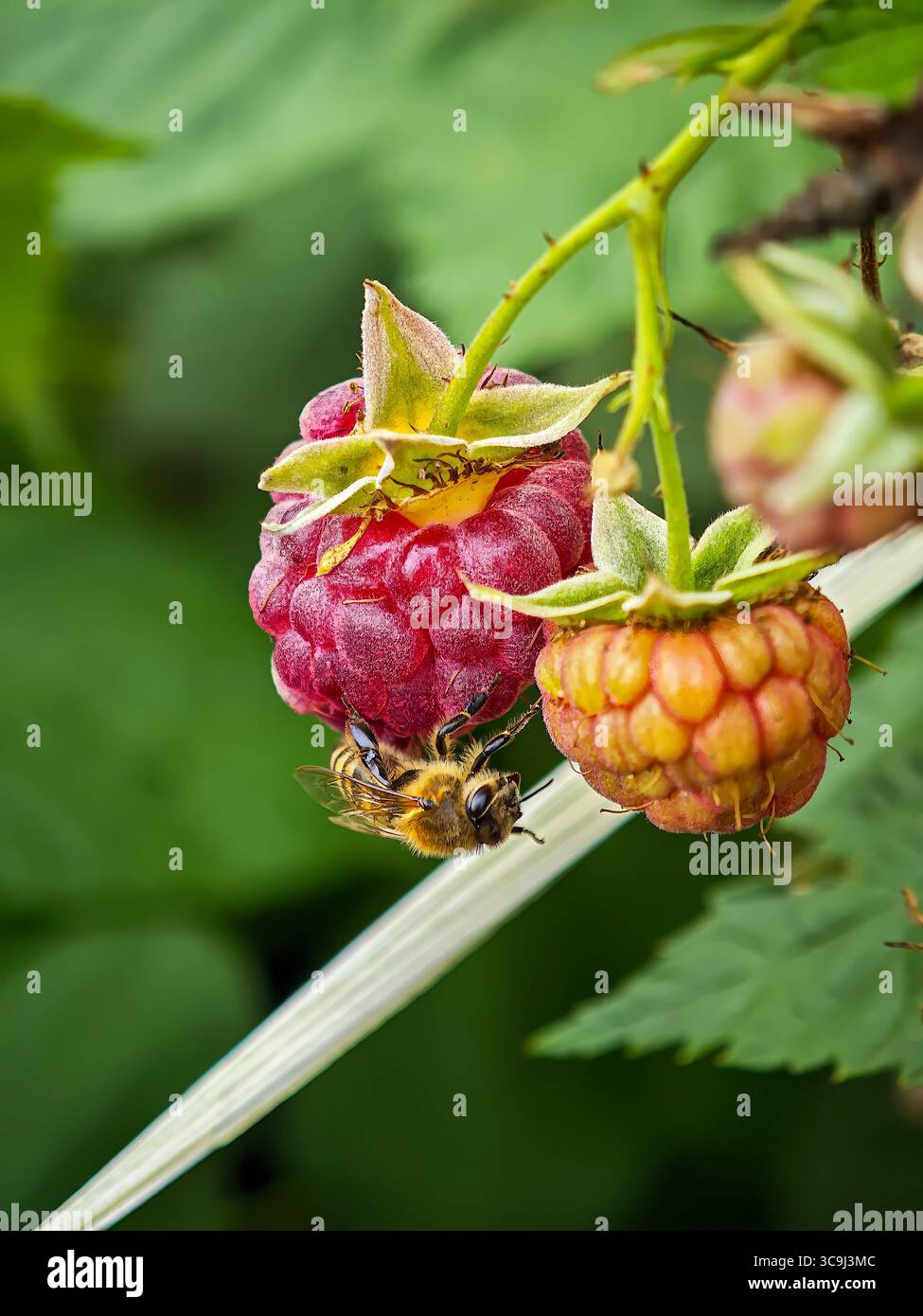 Alveare su un lampone maturo accanto a un bacca acuta, con foglie verdi sullo sfondo. Foto Stock