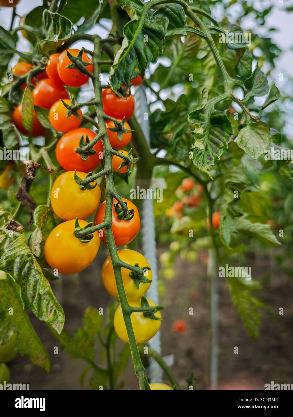 Pomodori gialli e arancioni maturano su una vite in un giardino, circondati da foglie verdi. Foto Stock