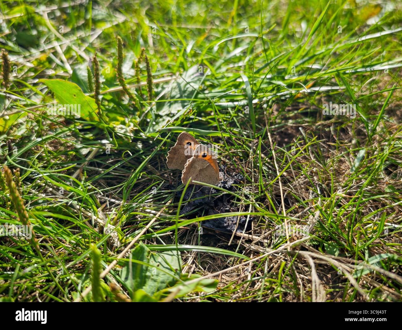 Due farfalle marroni che riposano nell'erba verde in una giornata di sole in un ambiente naturale all'aperto. Foto Stock