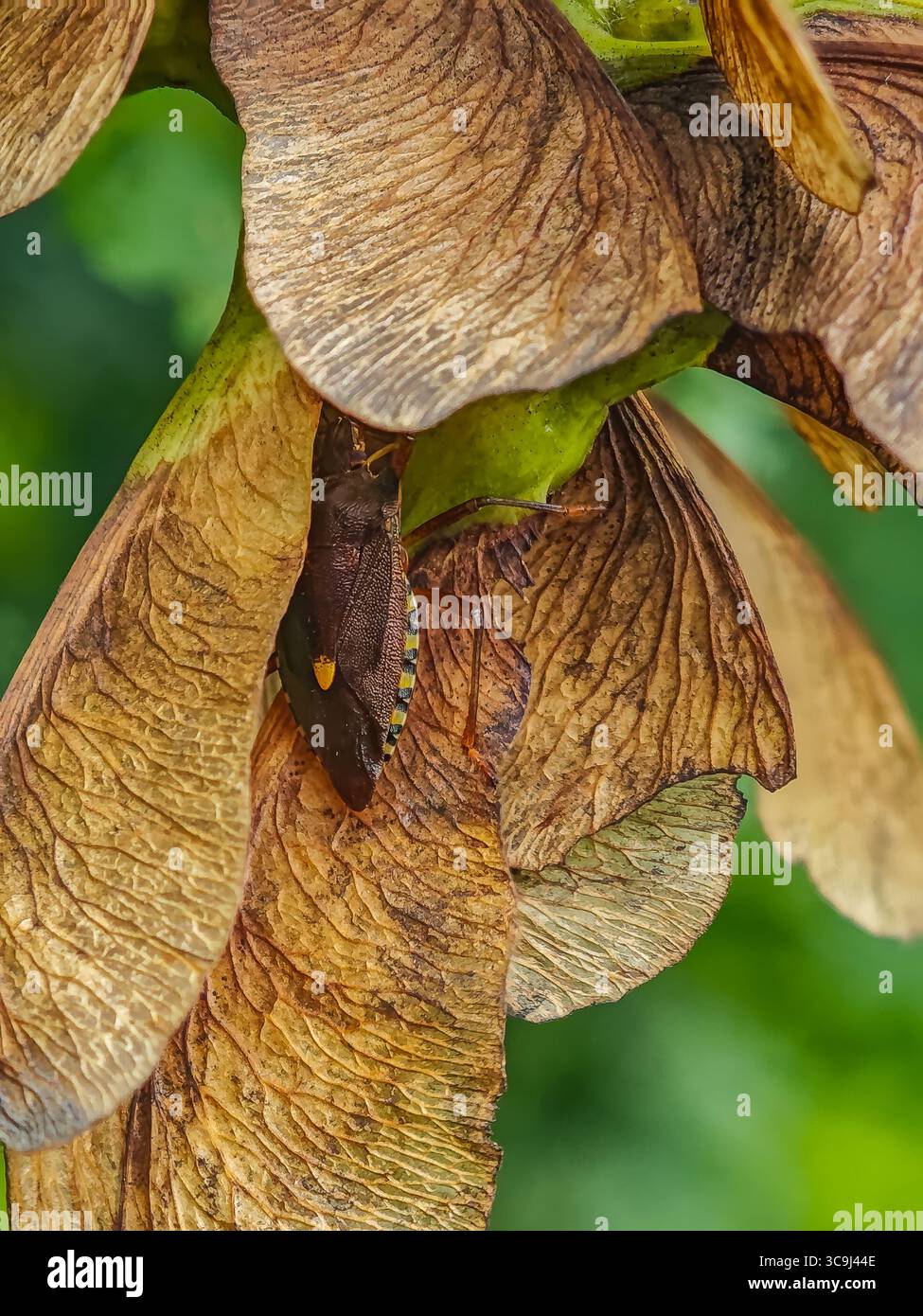 Primo piano di una cimice scura che poggia su semi di acero secchi in un ambiente naturale all'aperto. Foto Stock