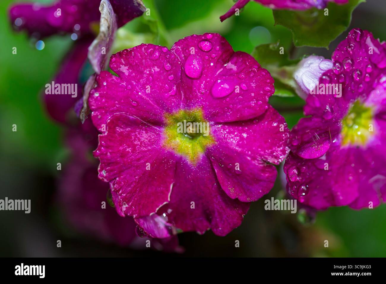 Detais di fiori e piante a Huatusco, Veracruz, Messico Foto Stock