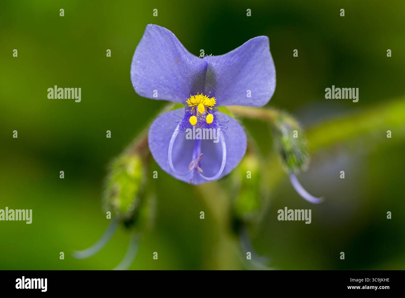 Detais di fiori e piante a Huatusco, Veracruz, Messico Foto Stock