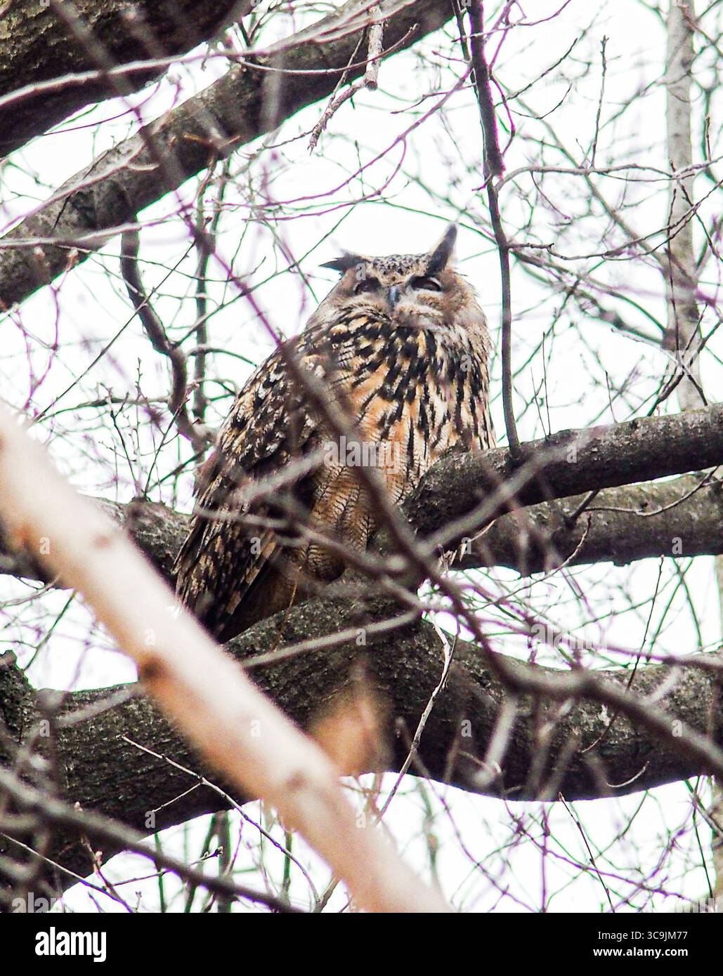 27 febbraio 2023, New York, New York, Stati Uniti: Flaco il gufo eurasiatico dell'aquila, fuggito dal Central Park Zoo poco più di un mese fa, è diventato una sensazione per i newyorkesi e per il mondo. Ha sfidato i suoi gestori di 12 anni cacciando e divorando con successo diversi tipi di selvaggina nel parco. Lo zoo e i ranger del parco locale lo terranno d'occhio e ci sono anche molti civili. Quindi per ora, è libero come può essere e sembra che rimanga così. (Immagine di credito: © Bianca Otero/ZUMA Press Wire) Foto Stock