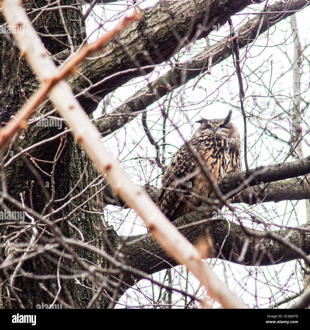 27 febbraio 2023, New York, New York, Stati Uniti: Flaco il gufo eurasiatico dell'aquila, fuggito dal Central Park Zoo poco più di un mese fa, è diventato una sensazione per i newyorkesi e per il mondo. Ha sfidato i suoi gestori di 12 anni cacciando e divorando con successo diversi tipi di selvaggina nel parco. Lo zoo e i ranger del parco locale lo terranno d'occhio e ci sono anche molti civili. Quindi per ora, è libero come può essere e sembra che rimanga così. (Immagine di credito: © Bianca Otero/ZUMA Press Wire) Foto Stock