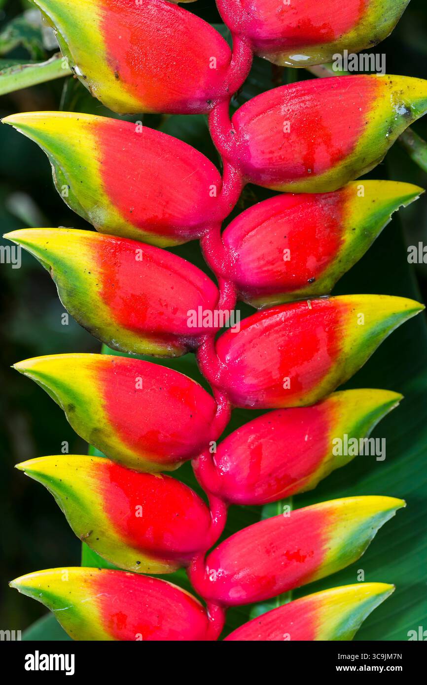 Detais di fiori e piante a Huatusco, Veracruz, Messico Foto Stock