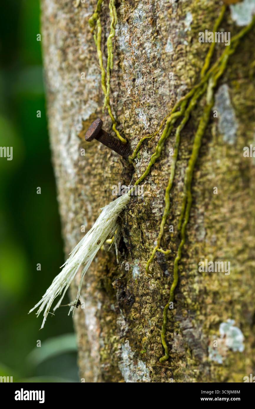 Detais di fiori e piante a Huatusco, Veracruz, Messico Foto Stock