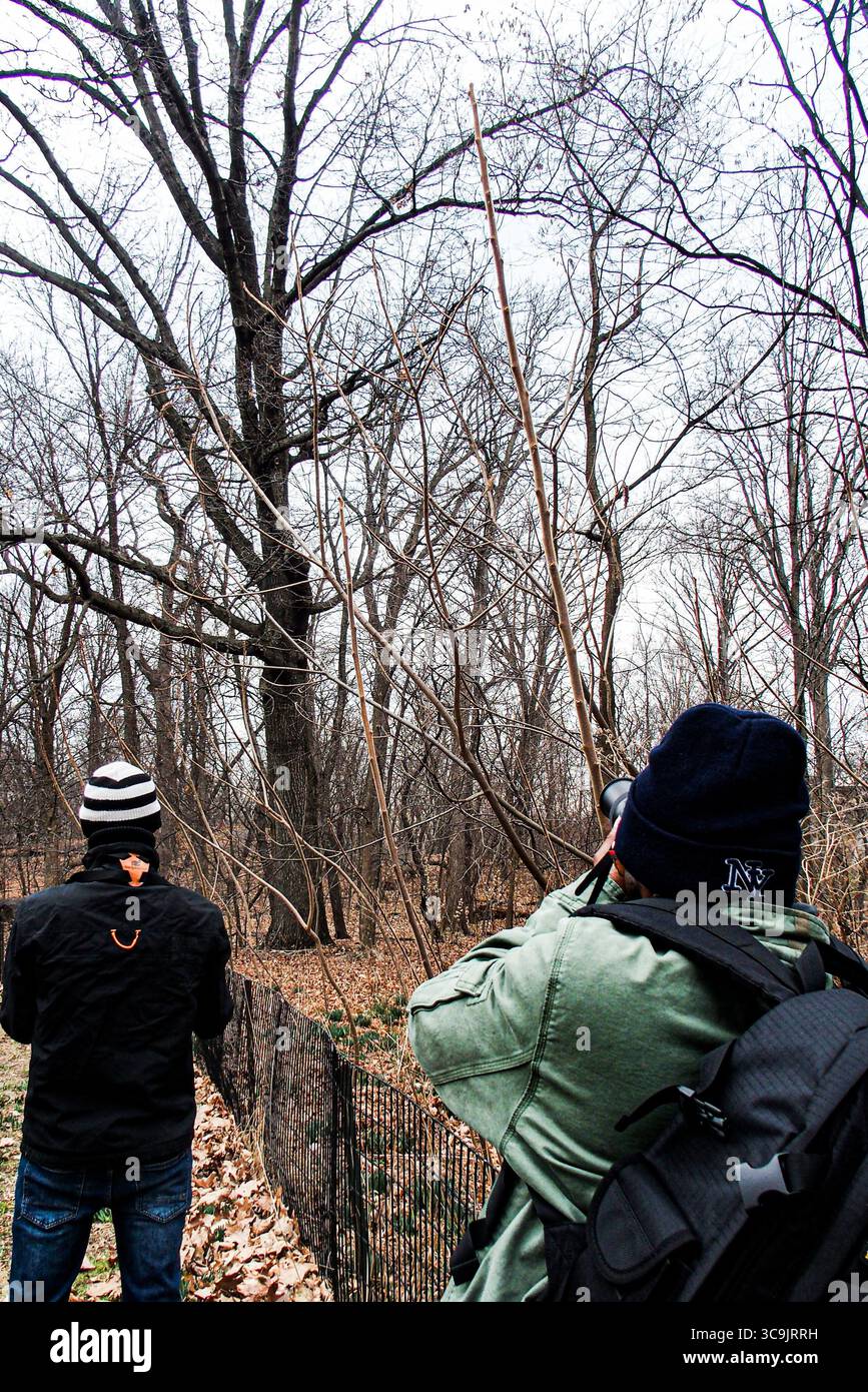27 febbraio 2023, New York, New York, Stati Uniti: Flaco il gufo eurasiatico dell'aquila, fuggito dal Central Park Zoo poco più di un mese fa, è diventato una sensazione per i newyorkesi e per il mondo. Ha sfidato i suoi gestori di 12 anni cacciando e divorando con successo diversi tipi di selvaggina nel parco. Lo zoo e i ranger del parco locale lo terranno d'occhio e ci sono anche molti civili. Quindi per ora, è libero come può essere e sembra che rimanga così. (Immagine di credito: © Bianca Otero/ZUMA Press Wire) Foto Stock