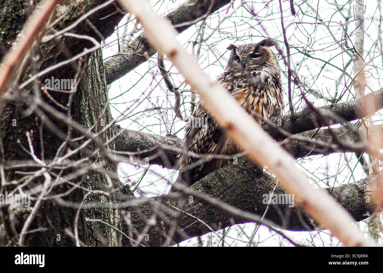 27 febbraio 2023, New York, New York, Stati Uniti: Flaco il gufo eurasiatico dell'aquila, fuggito dal Central Park Zoo poco più di un mese fa, è diventato una sensazione per i newyorkesi e per il mondo. Ha sfidato i suoi gestori di 12 anni cacciando e divorando con successo diversi tipi di selvaggina nel parco. Lo zoo e i ranger del parco locale lo terranno d'occhio e ci sono anche molti civili. Quindi per ora, è libero come può essere e sembra che rimanga così. (Immagine di credito: © Bianca Otero/ZUMA Press Wire) Foto Stock