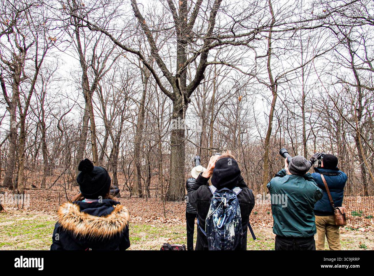 27 febbraio 2023, New York, New York, Stati Uniti: Flaco il gufo eurasiatico dell'aquila, fuggito dal Central Park Zoo poco più di un mese fa, è diventato una sensazione per i newyorkesi e per il mondo. Ha sfidato i suoi gestori di 12 anni cacciando e divorando con successo diversi tipi di selvaggina nel parco. Lo zoo e i ranger del parco locale lo terranno d'occhio e ci sono anche molti civili. Quindi per ora, è libero come può essere e sembra che rimanga così. (Immagine di credito: © Bianca Otero/ZUMA Press Wire) Foto Stock