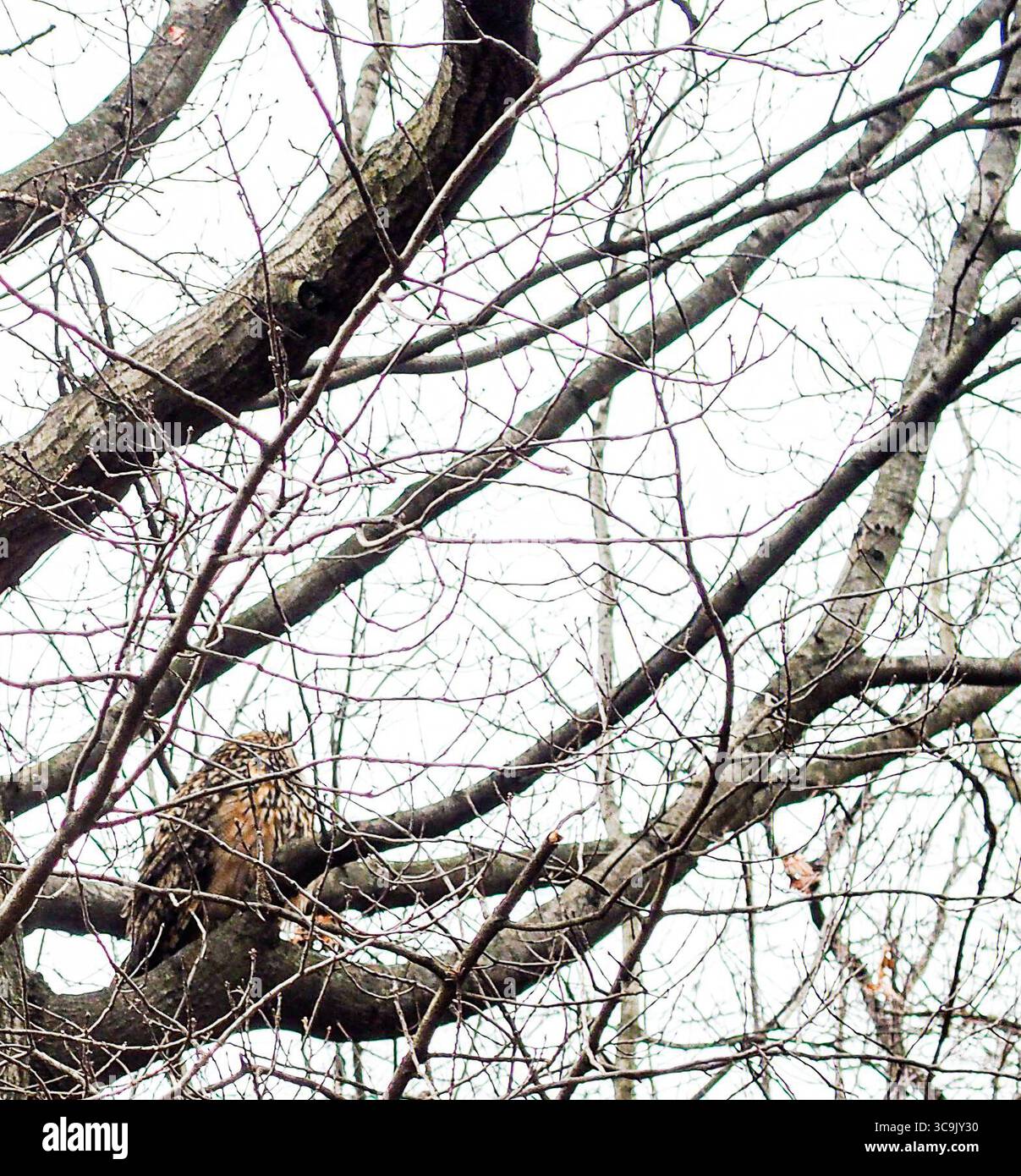 27 febbraio 2023, New York, New York, Stati Uniti: Flaco il gufo eurasiatico dell'aquila, fuggito dal Central Park Zoo poco più di un mese fa, è diventato una sensazione per i newyorkesi e per il mondo. Ha sfidato i suoi gestori di 12 anni cacciando e divorando con successo diversi tipi di selvaggina nel parco. Lo zoo e i ranger del parco locale lo terranno d'occhio e ci sono anche molti civili. Quindi per ora, è libero come può essere e sembra che rimanga così. (Immagine di credito: © Bianca Otero/ZUMA Press Wire) Foto Stock