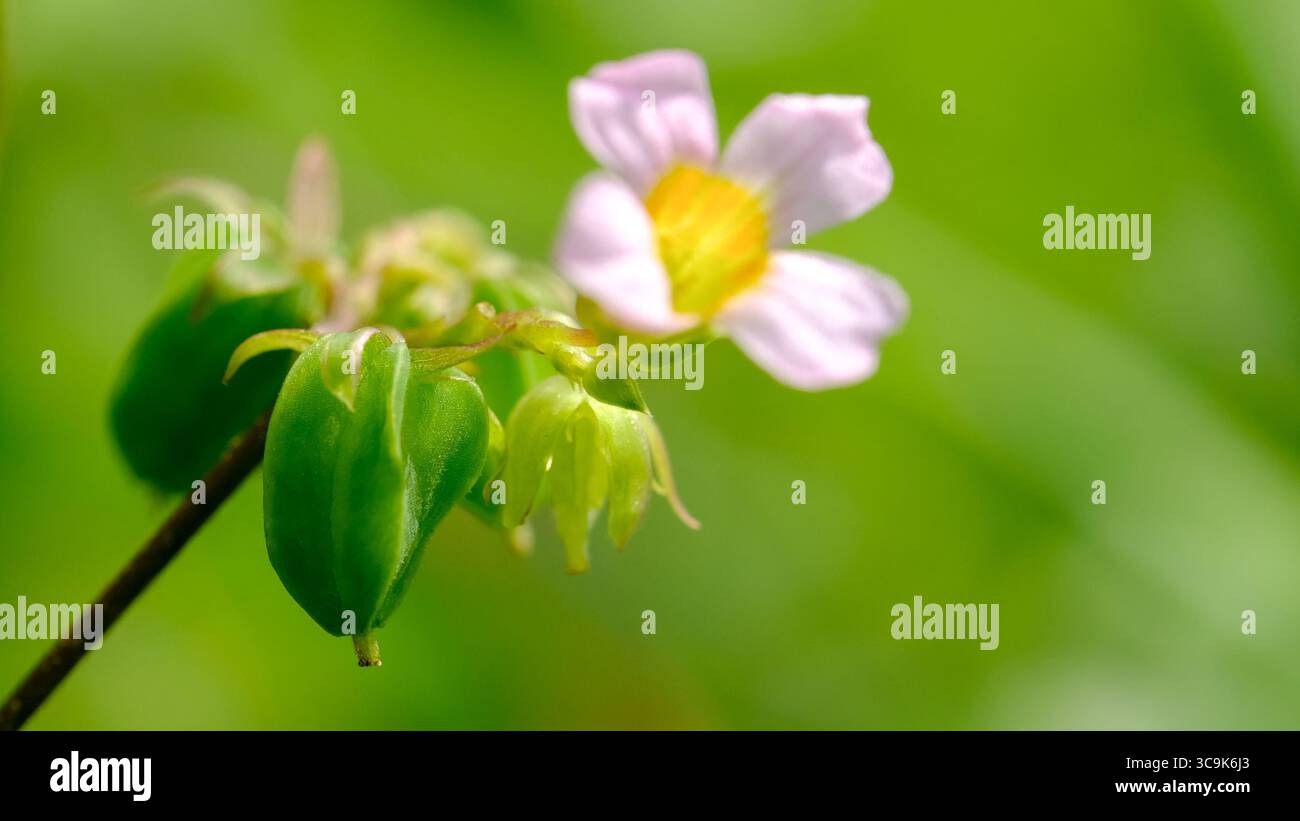 Particolare attenzione al fiore giallo-rosa Oxalis e alla frutta verde. Erbaccia comune con fiori delicati. Foto Stock