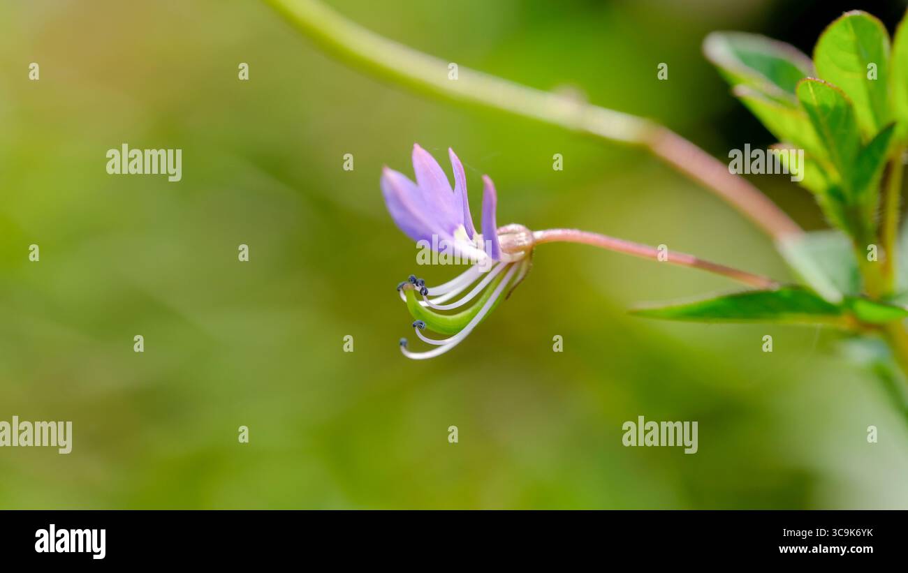 Un delicato fiore di ragno con frange, Cleome rutidosperma, viene catturato in un primo piano, mostrando i suoi esclusivi petali di lavanda e gli stami graziosi e arricciati. Foto Stock