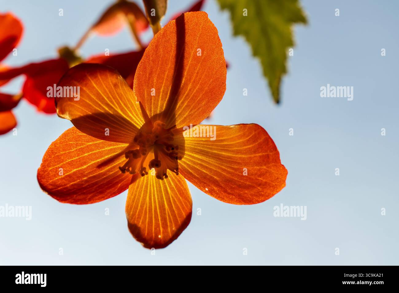Fiori ai Butchart Gardens di Brentwood Bay, British Columbia Foto Stock