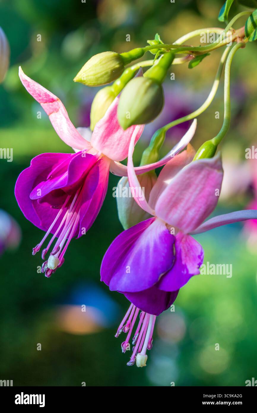 Fiori ai Butchart Gardens di Brentwood Bay, British Columbia Foto Stock