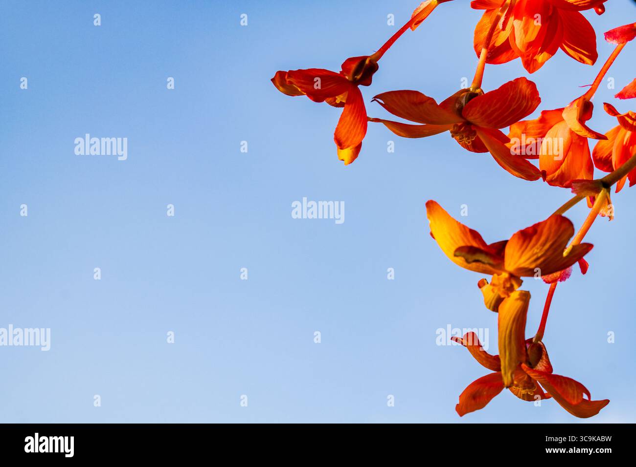 Fiori ai Butchart Gardens di Brentwood Bay, British Columbia Foto Stock