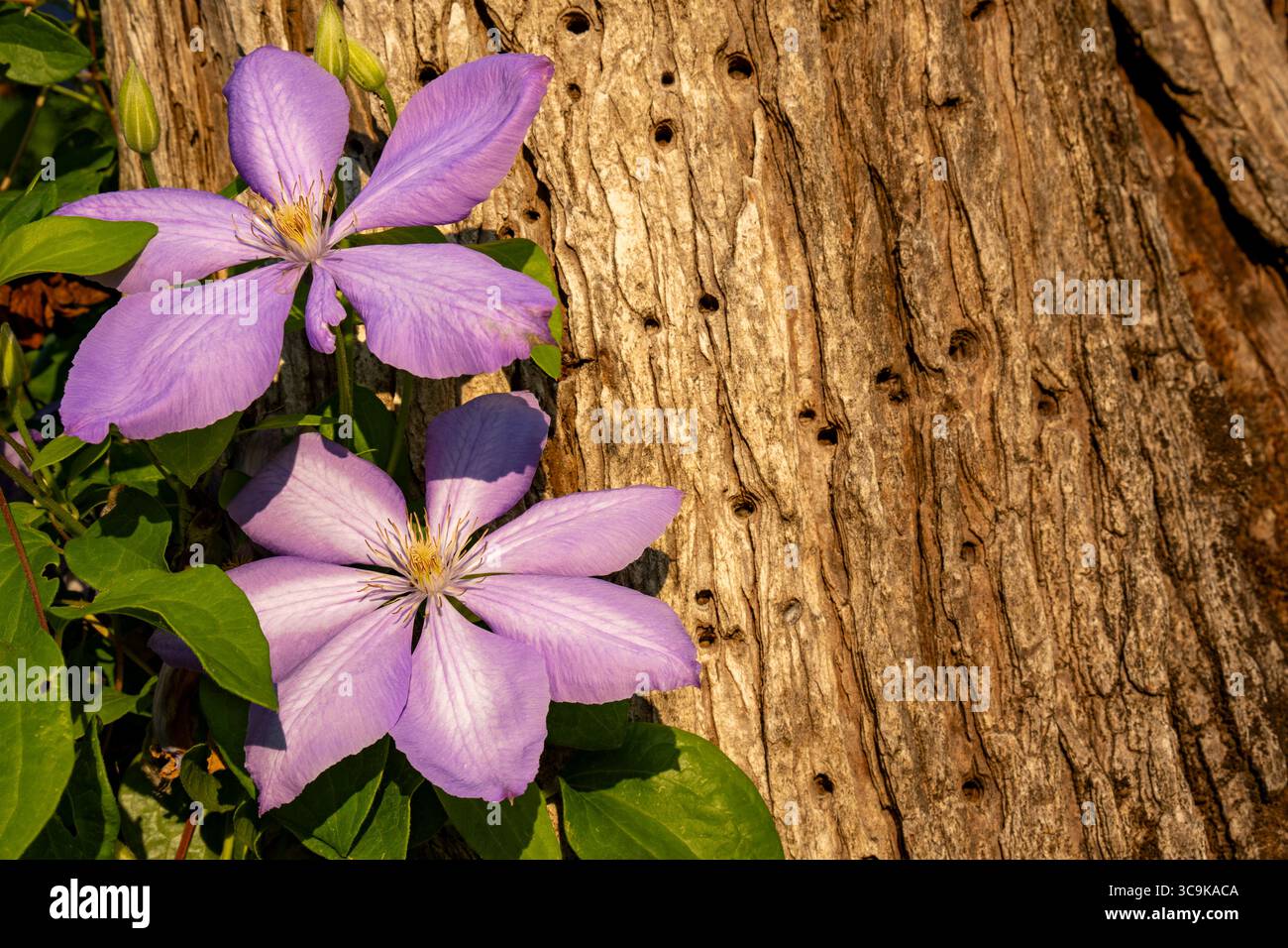 Fiori ai Butchart Gardens di Brentwood Bay, British Columbia Foto Stock